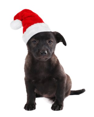 Santa Claus şapka içinde köpek yavrusu