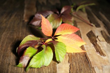 Sonbahar Yaprakları