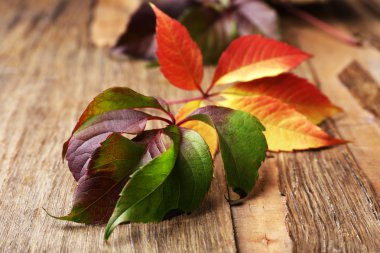 Sonbahar Yaprakları