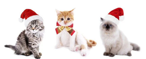 Kittens in Santa Claus hats — Stock Photo, Image