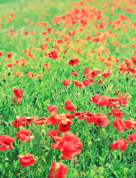 Hermosas flores de amapola en el campo — Foto de Stock