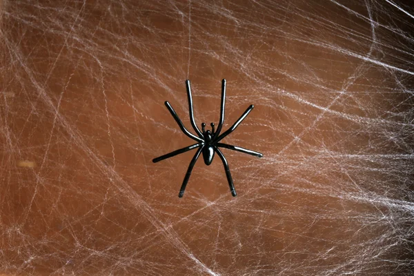 Cobweb con ragno — Foto Stock