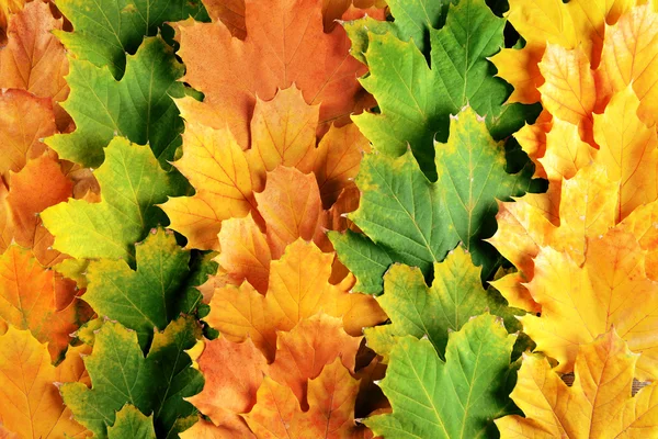 Background  of autumn leaves — Stock Photo, Image