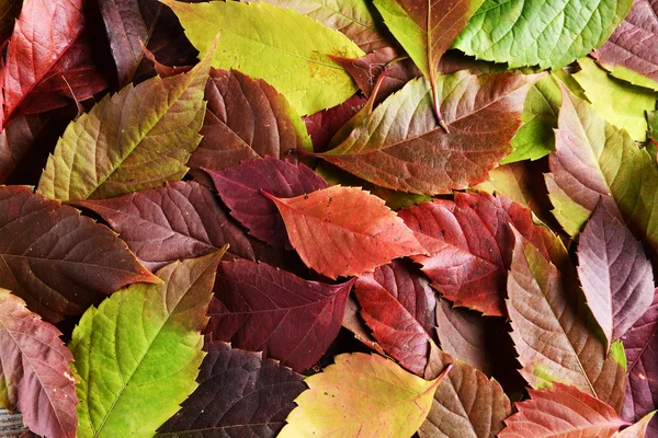 Fondo de hojas de otoño —  Fotos de Stock