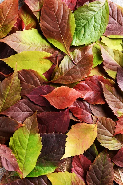 紅葉の背景 — ストック写真