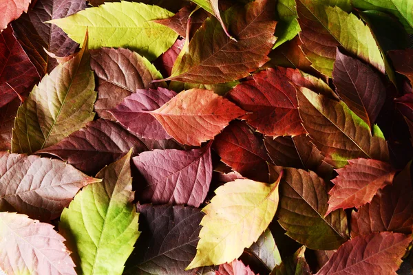 Hintergrund der Herbstblätter — Stockfoto