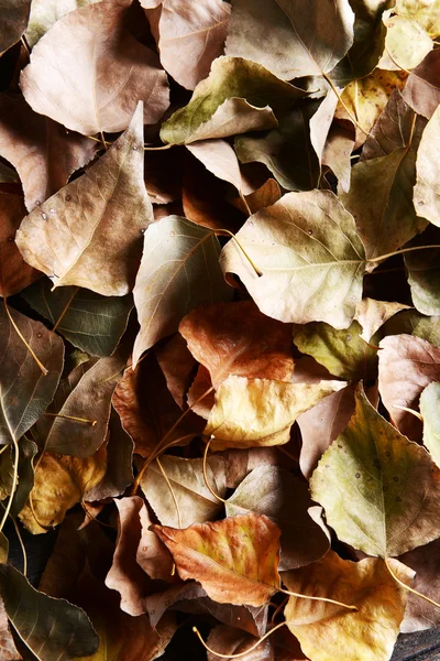 Sfondo di foglie di autunno — Foto Stock