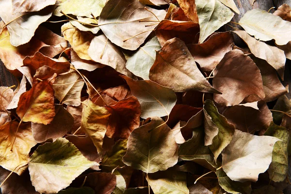 Hintergrund der Herbstblätter — Stockfoto