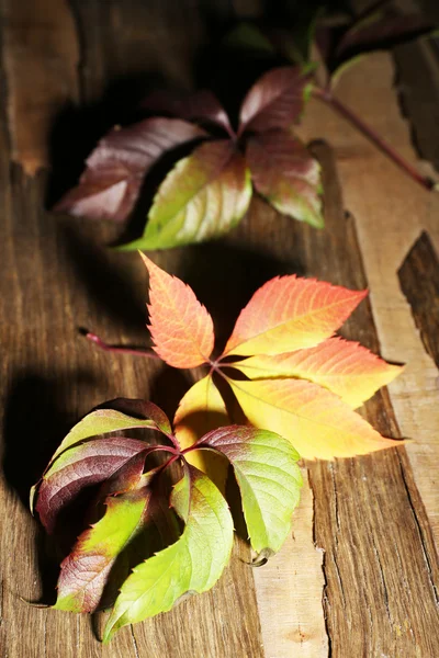 Hojas de otoño —  Fotos de Stock