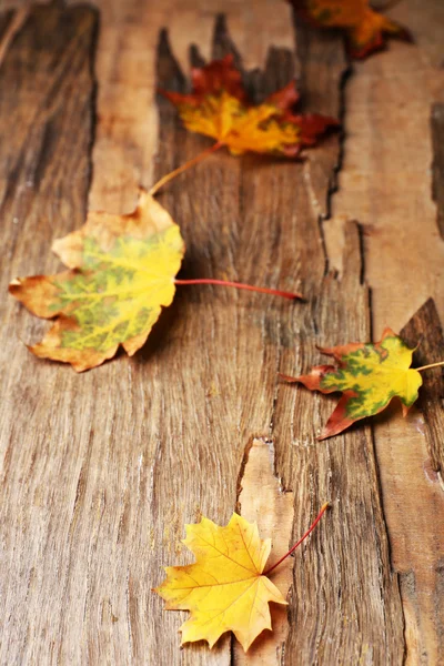 Hojas de otoño —  Fotos de Stock