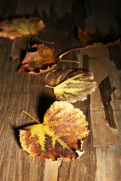 Hojas de otoño —  Fotos de Stock