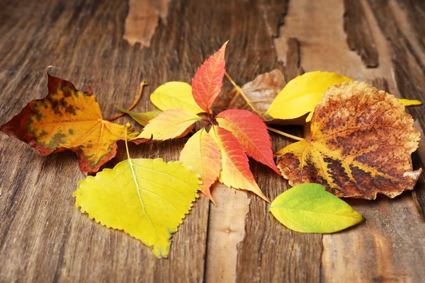 Herfstbladeren — Stockfoto