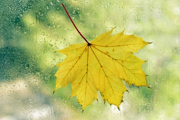 Autumn leaf on window — Stock Photo, Image