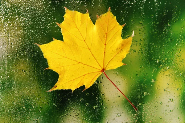 Φθινόπωρο φύλλο στο παράθυρο — Φωτογραφία Αρχείου