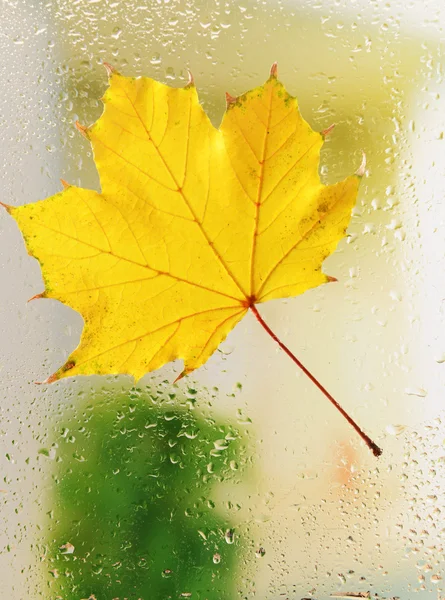 Hoja de otoño en ventana —  Fotos de Stock