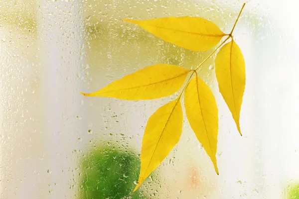 Осенние листья на окне — стоковое фото