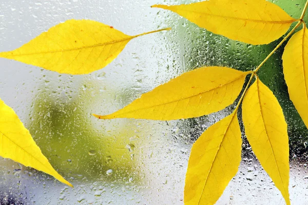 Foglie di autunno su finestra — Foto Stock