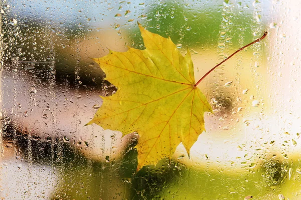 Foglia di autunno su finestra — Foto Stock