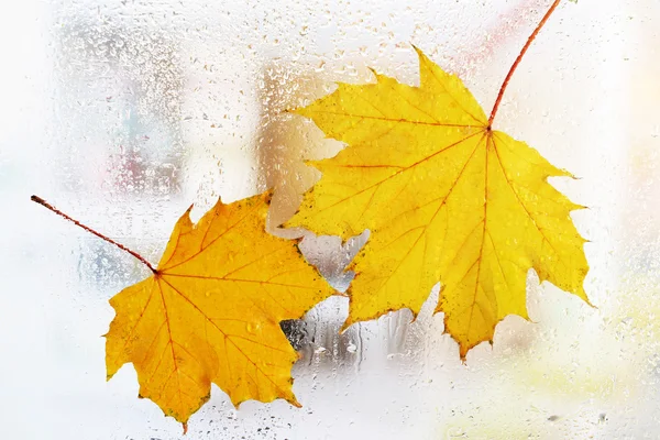 Autumn leaves on window — Stock Photo, Image