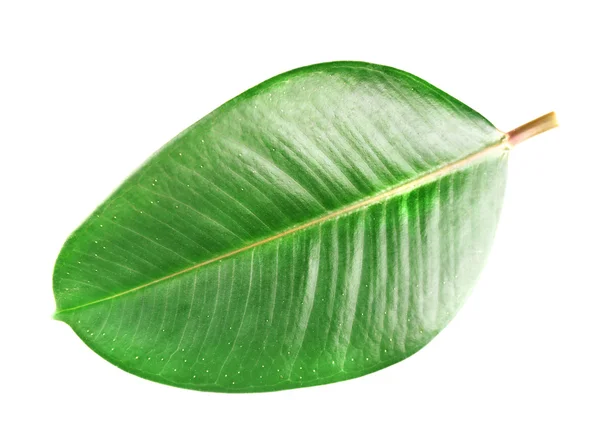 Ficus or rubber plant, isolated on white — Stock Photo, Image