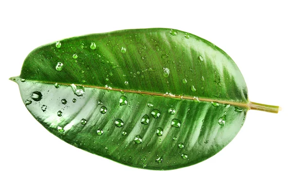 Ficus or rubber plant with water drops, isolated on white — Stock Photo, Image