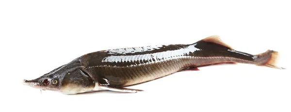 Sterlet świeże ryby — Zdjęcie stockowe