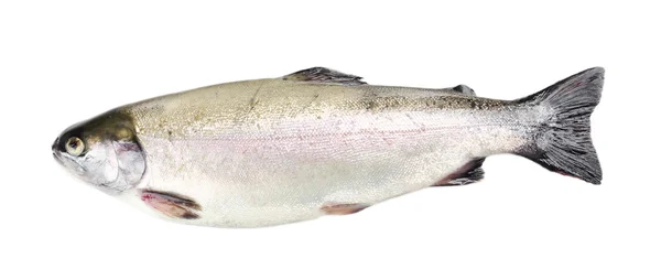 Frischer Forellenfisch — Stockfoto