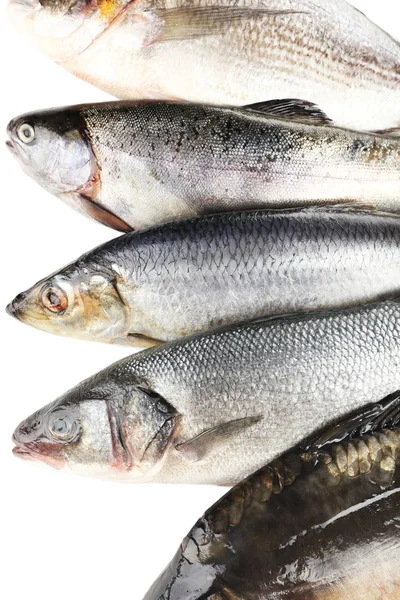 Fresh fish — Stock Photo, Image