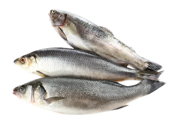 Fresh fish — Stock Photo, Image