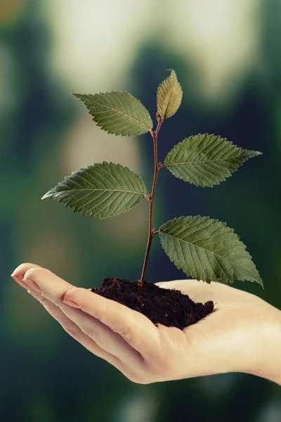 Plant in de hand — Stockfoto