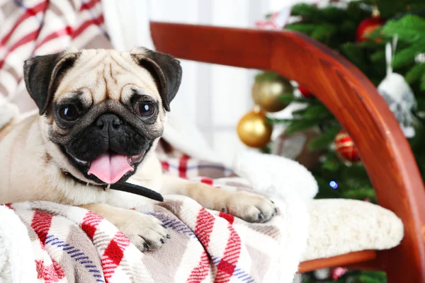 Pug dog on rocking chair — Stock Photo, Image