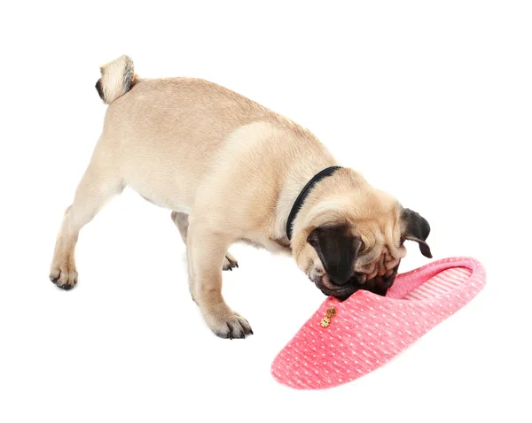 Pug dog with slipper — Stock Photo, Image