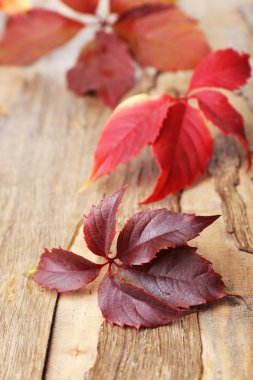 güzel sonbahar yaprakları