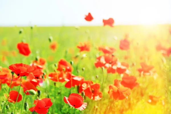 Hermosas flores de amapola — Foto de Stock