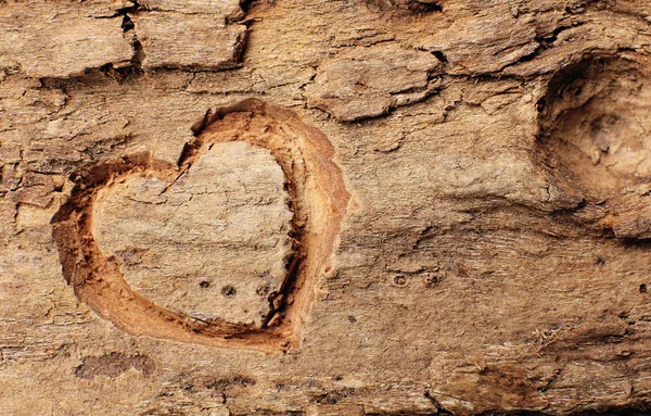 Сердце, вырезанное на коре дерева — стоковое фото