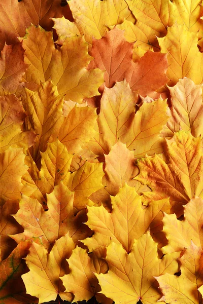 Podzimní listí texure — Stock fotografie