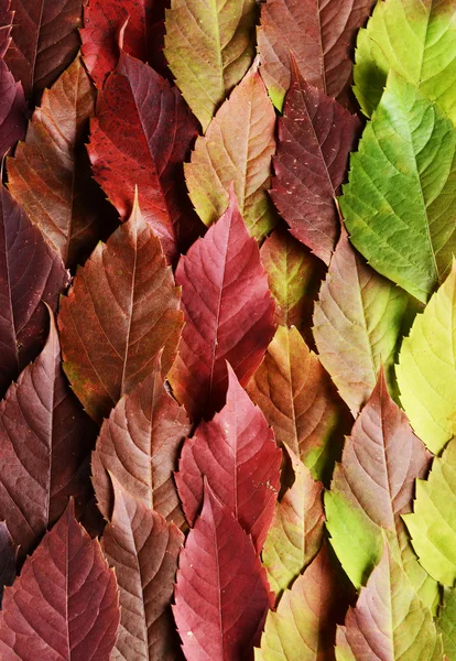 Herbstblätter Textur — Stockfoto