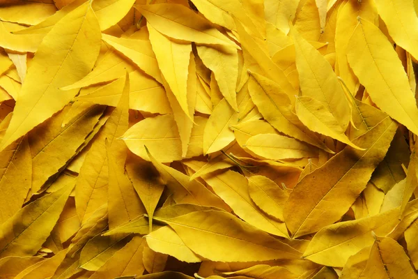 Autunno foglie texture — Foto Stock