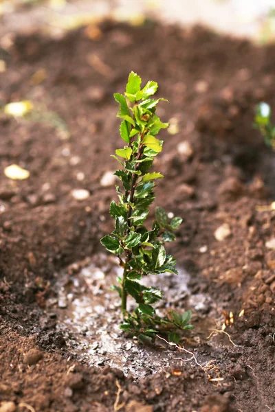 农业种植的树 — 图库照片