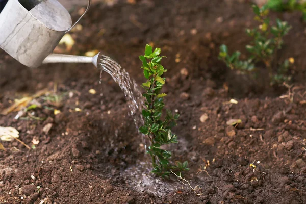 Agricultural tree planting — Stock Photo, Image