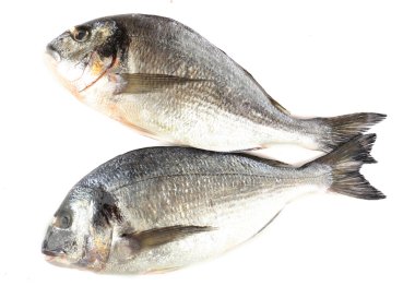 taze dorado balığı