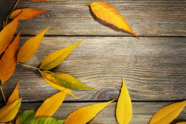 güzel sonbahar yaprakları