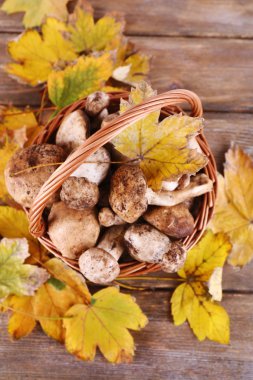 Yabani mantar ve sonbahar yaprakları