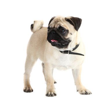 Oynak pug köpek