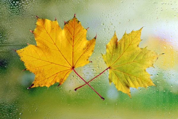 Foglie d'autunno sul vetro della finestra — Foto Stock