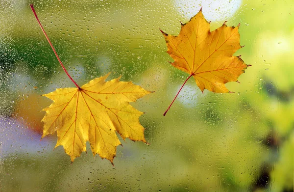 Autumn leaves on window glass — Stock Photo, Image
