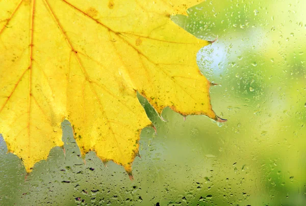 Hoja de otoño en vidrio de ventana —  Fotos de Stock