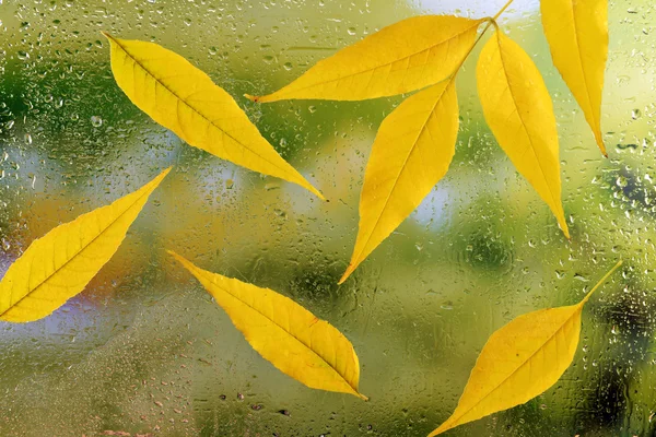 Feuilles d'automne sur verre de fenêtre — Photo