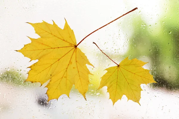 Hojas de otoño en vidrio de ventana —  Fotos de Stock