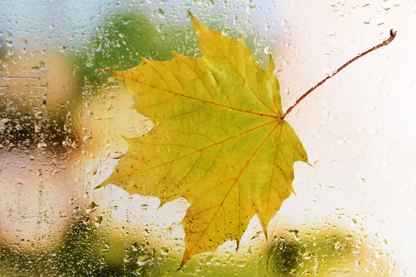 Hoja de otoño en vidrio de ventana —  Fotos de Stock